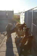 Dog daycare, dog training, dog care services, dog boarding, doggydaycare near me, Doggydaycare, Doghotel Holidaycare, Hondenhotel, hondenpension, hond training, Dog Hotel Amsterdam – Hosting doggies for 10+ years, pet sitting,  dog walking service Amsterdam, best hotel for dogs, Beste Hondenopvang, Hondenverzorging, Hondenaccommodatie, Hondenresort, Beste Hondenopvang, Luxe Hondenverblijf, Hondenvakantieverblijf