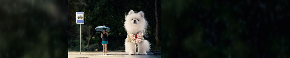 Modeled after the anime Totoro, this is Bearoro, a pomeranian named Bear posing with its owner as the famous Totoro bus stop scene. It is a composite image.