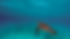 tartaruga.png