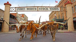 cattle at the stockyards FIFA world cup