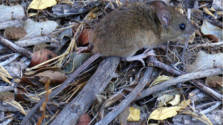 Una rata pigmea de arroz de cola larga, nativa de Argentina y Chile, propaga el mortal hantavirus. (Foto de Yamil Hussein/licencia Wikimedia Commons)