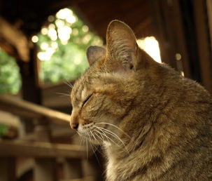 t-neko-2.jpg