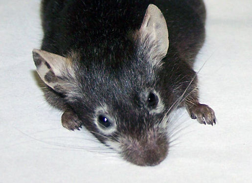 Vitesse Mouse Repigmentation