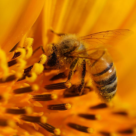 Apis melifera butinant.jpg