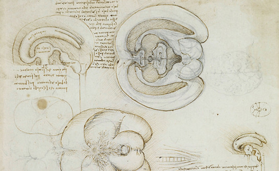 Leonardo da Vinci - Anatomie du cerveau