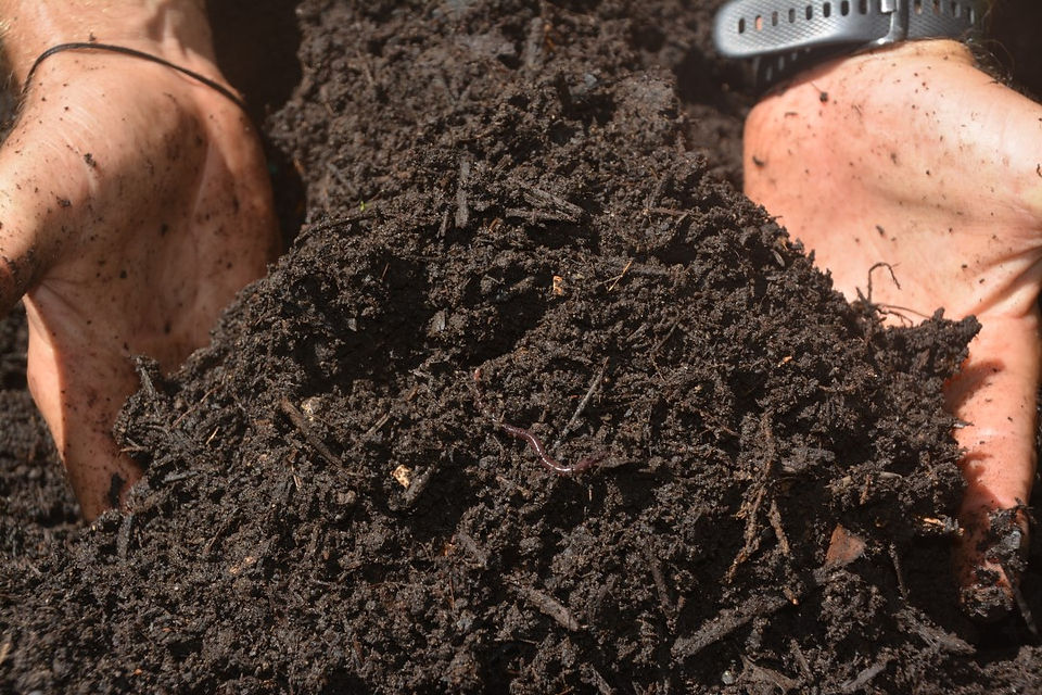 Finished compost with worms