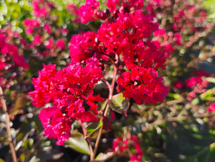 Indijski jorgovani - ljetni ljepotani bez premca