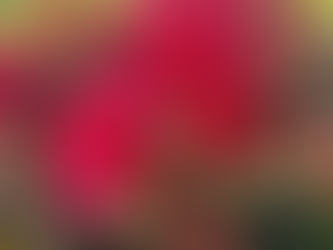 Indijski jorgovani - ljetni ljepotani bez premca