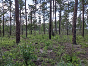 We have open Field Technician positions in longleaf pine woodland restoration