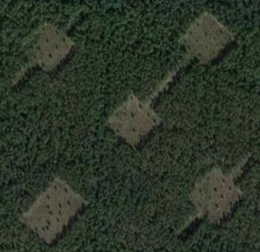 REU openings with the SRS Corridor Project to study fragmentation effects on plants and insects!