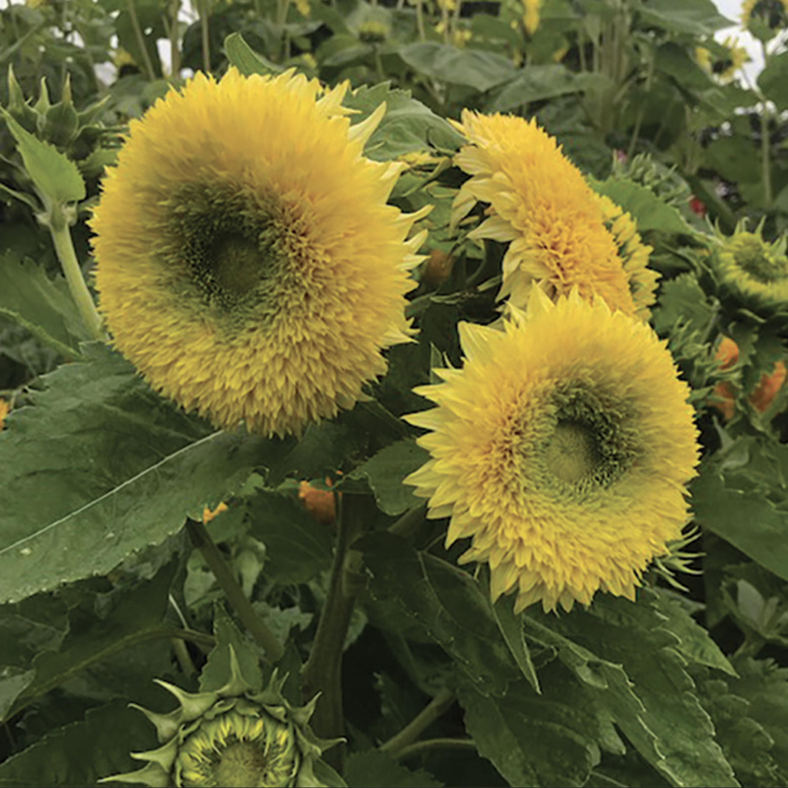 Tournesol nounours (4)