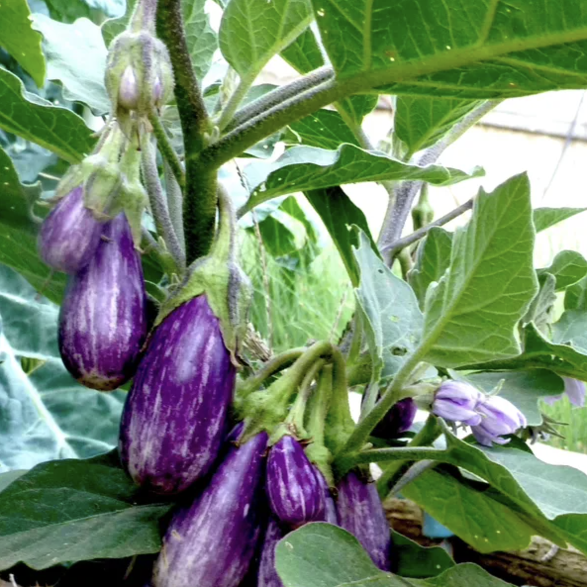 Mini aubergine délicieuse