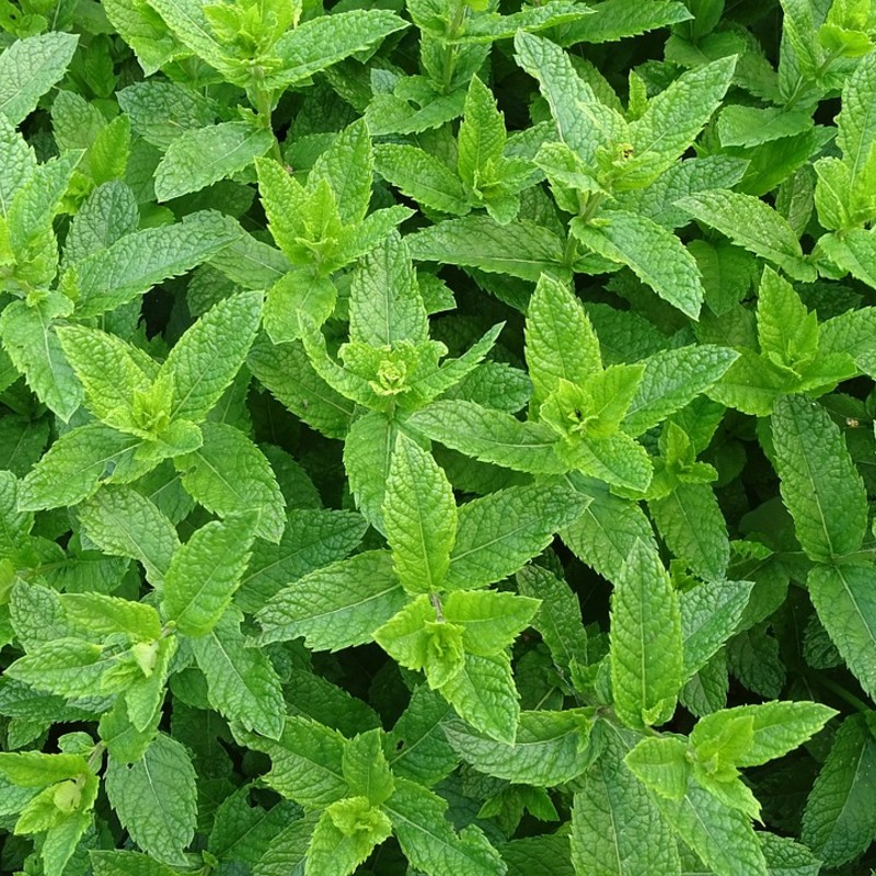 Menthe