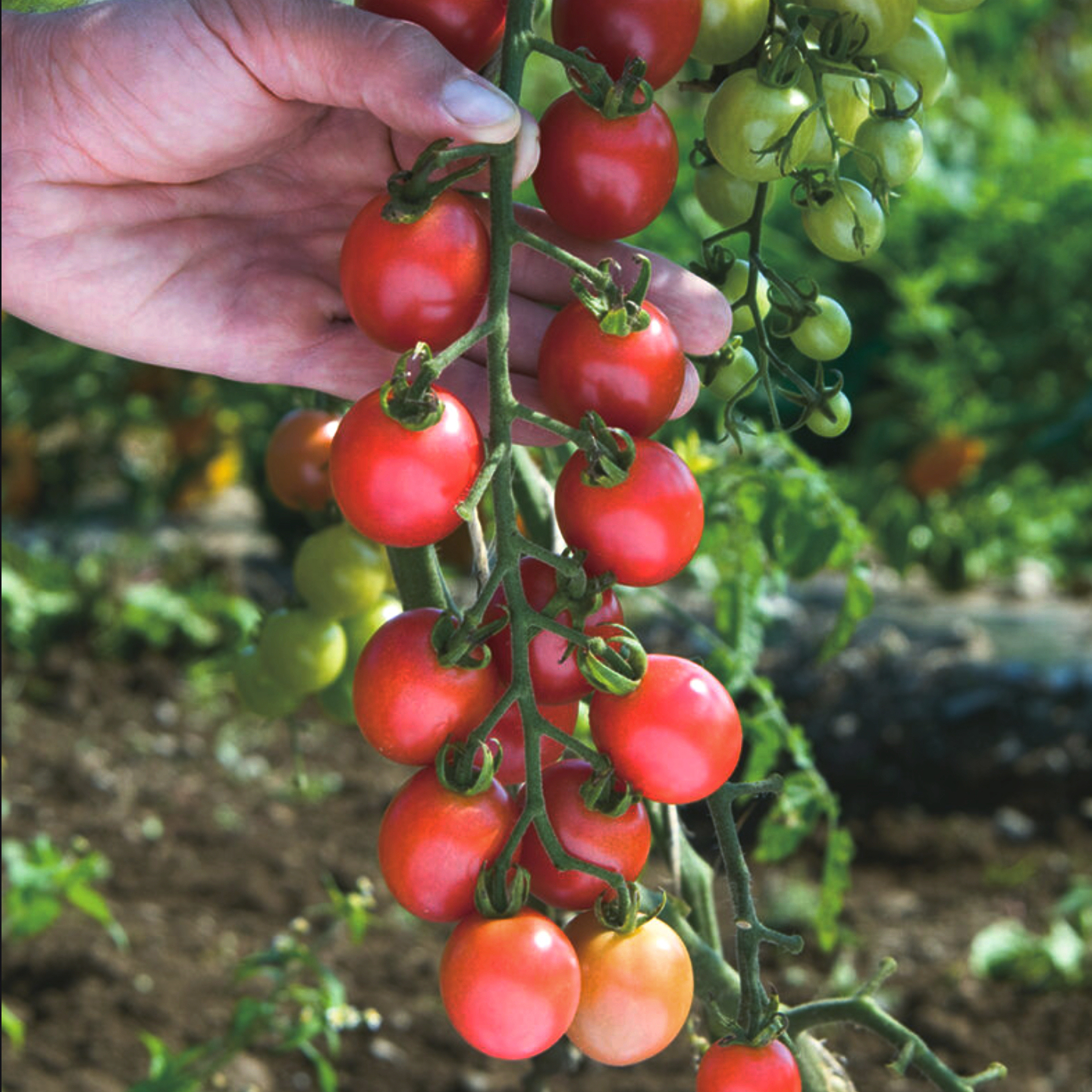 Tomate-cerise rose