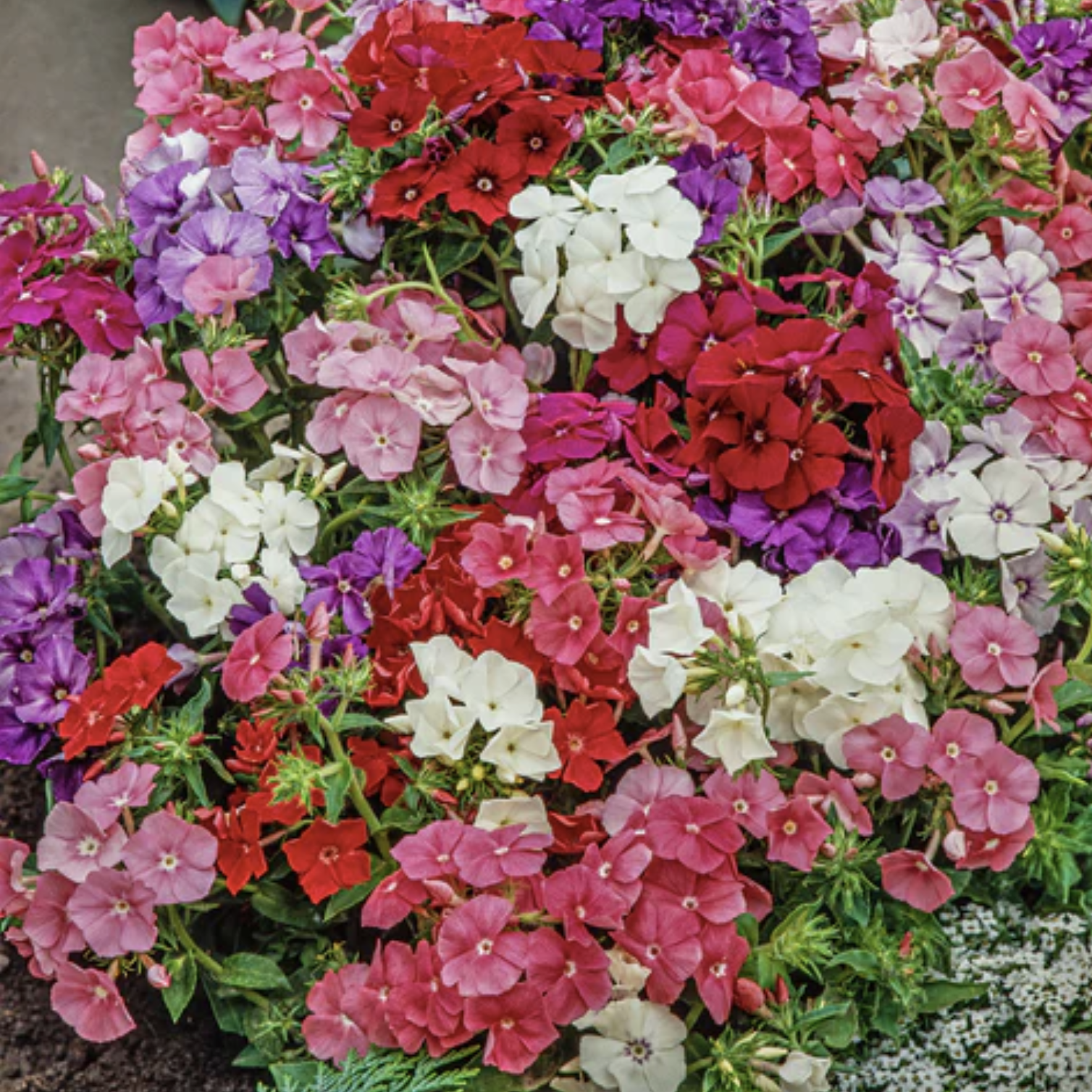 Phlox nain