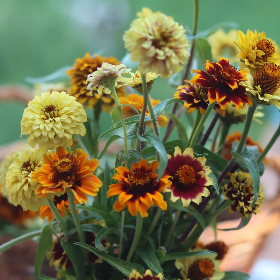 Miniature : Zinnia « tapis persan » (6)