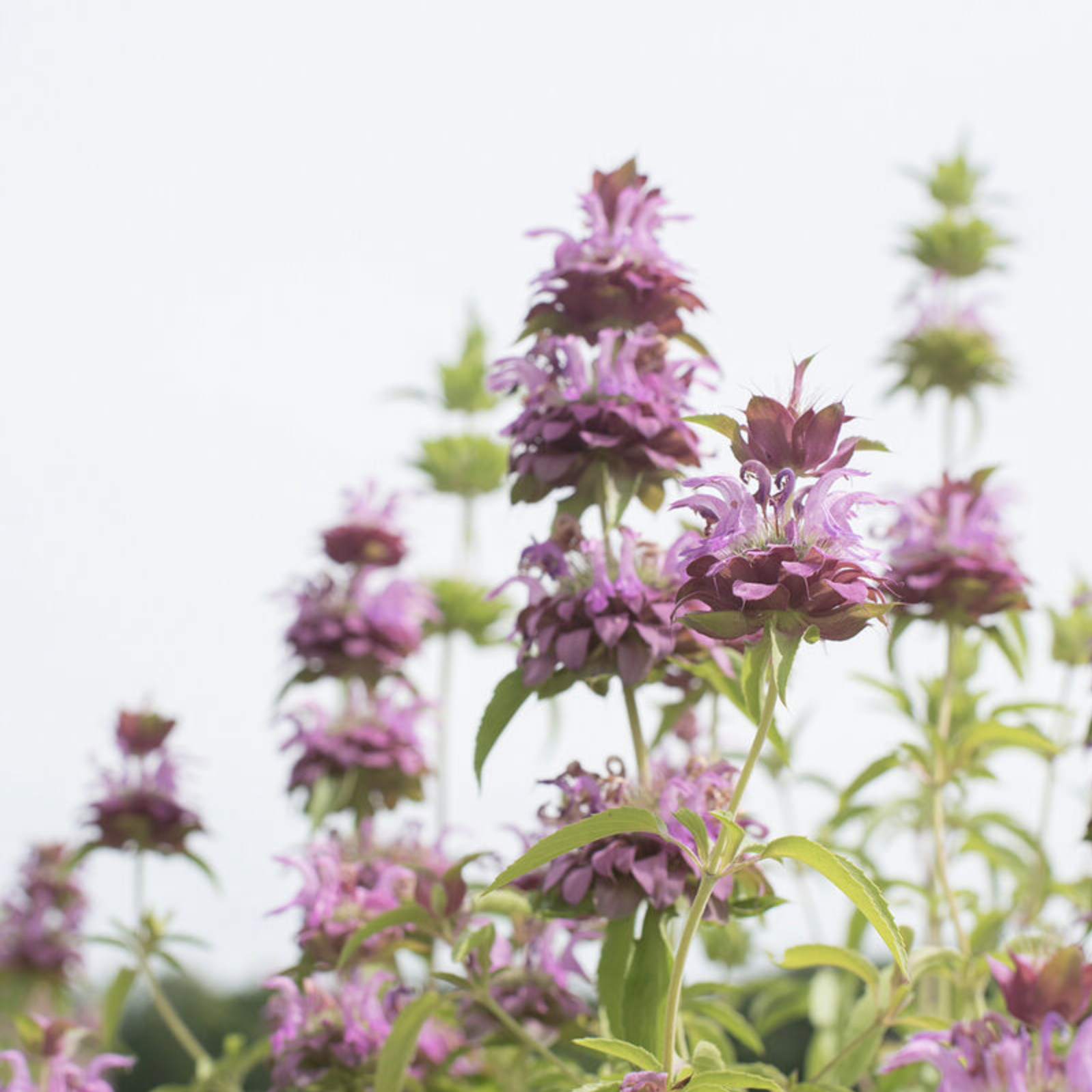 Monarde