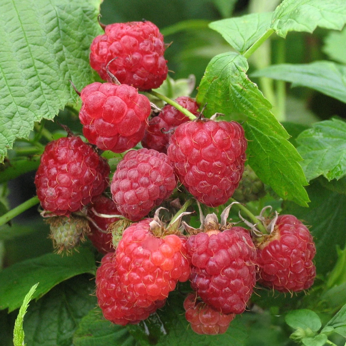 Framboise d'automne