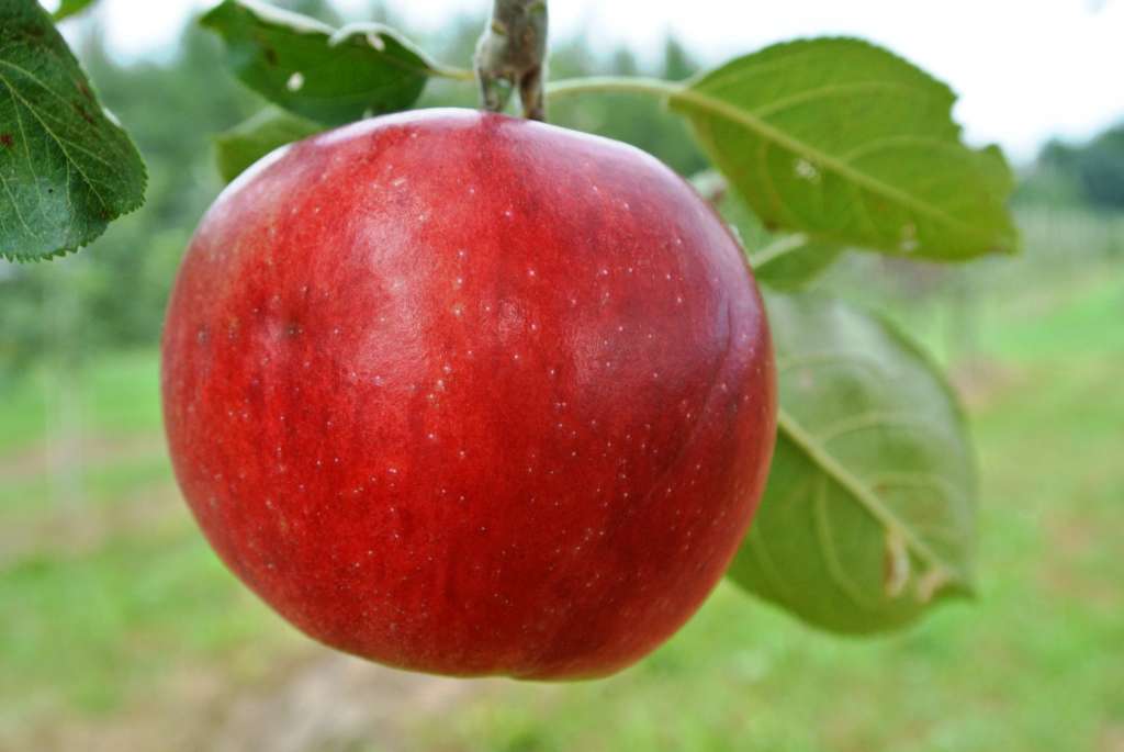 Pommier