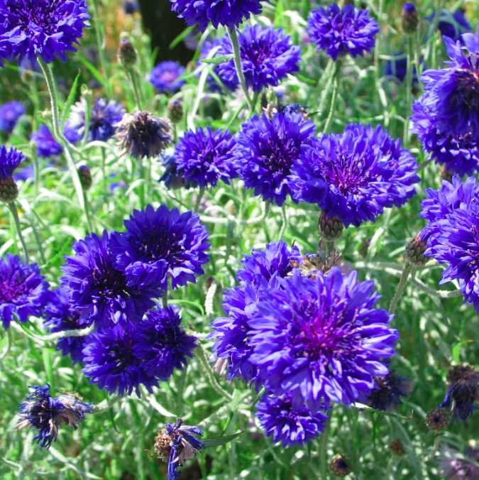 Centaurée bleue
