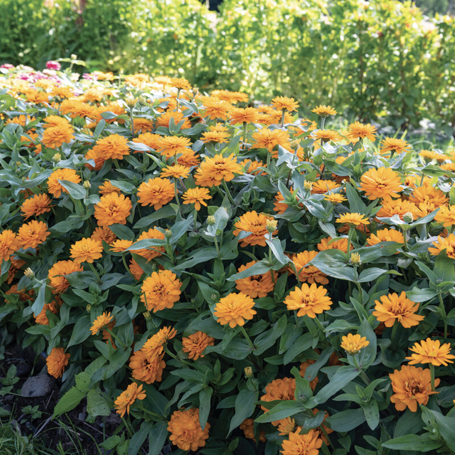 Zinnia compact orange (6)