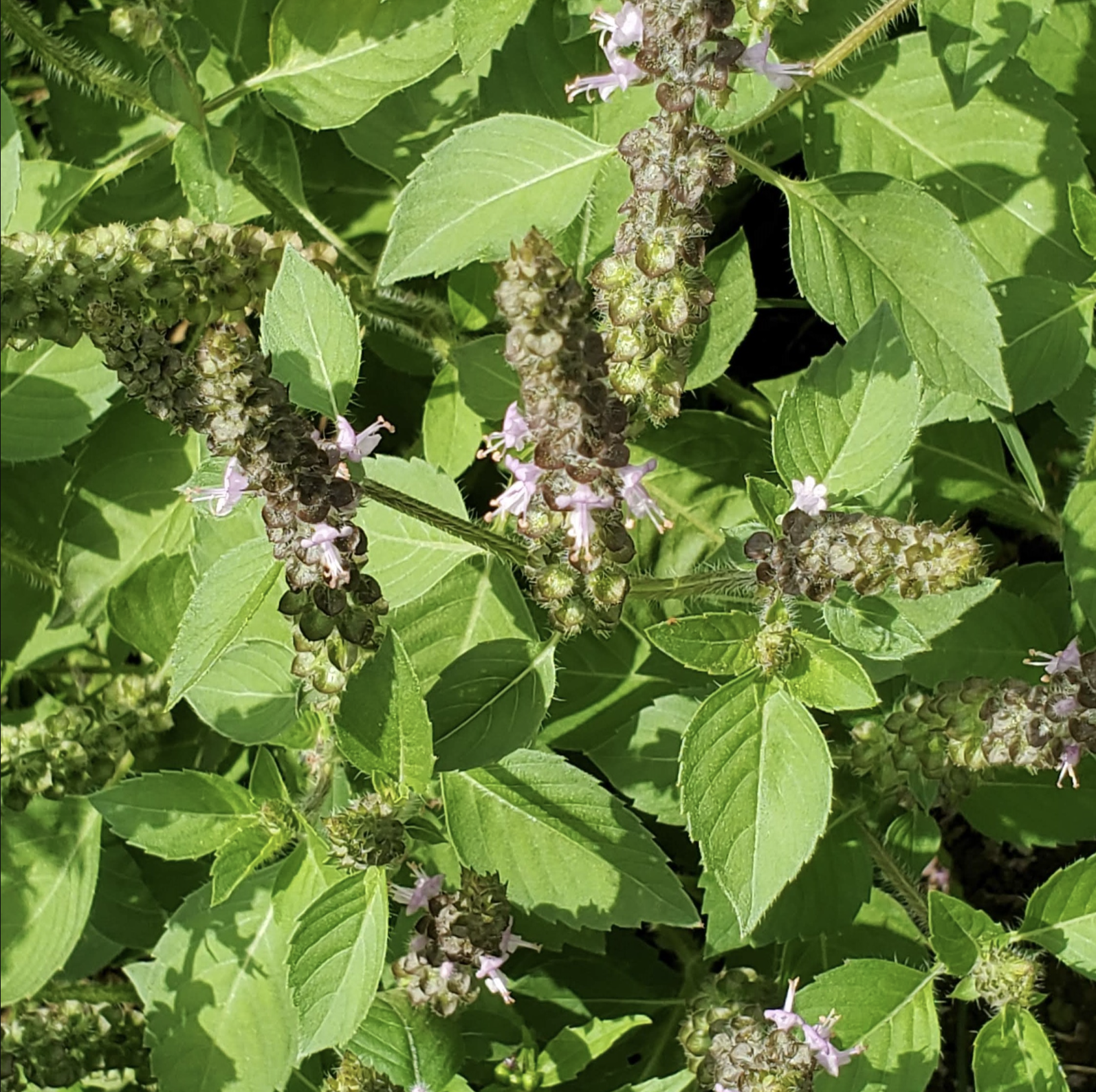 Basilic sacré (Tulsi)