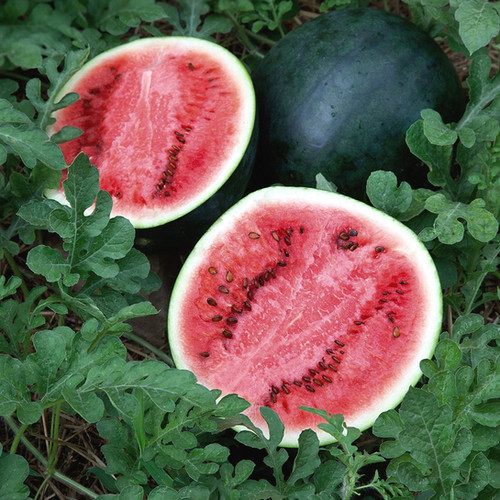 Melon d'eau rouge Ferme Les Carottés