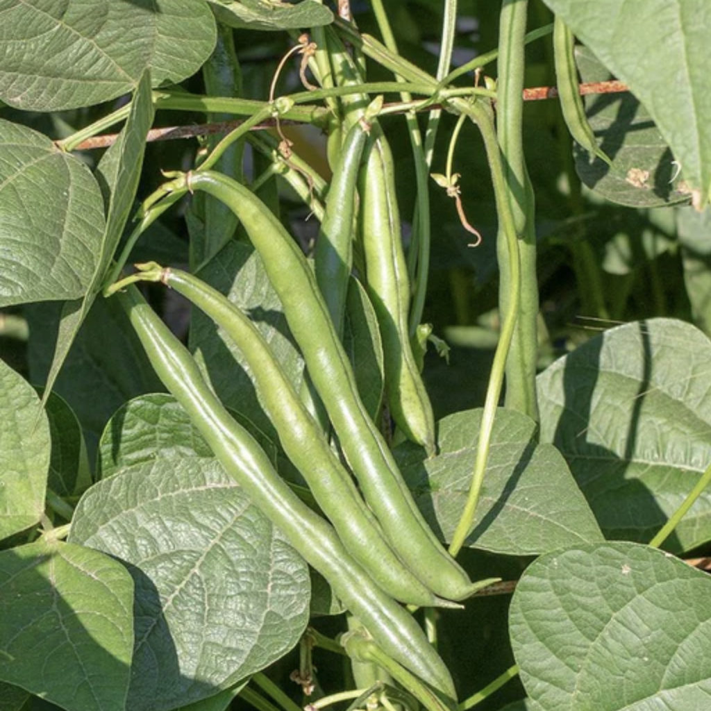Haricots verts grimpants (10)