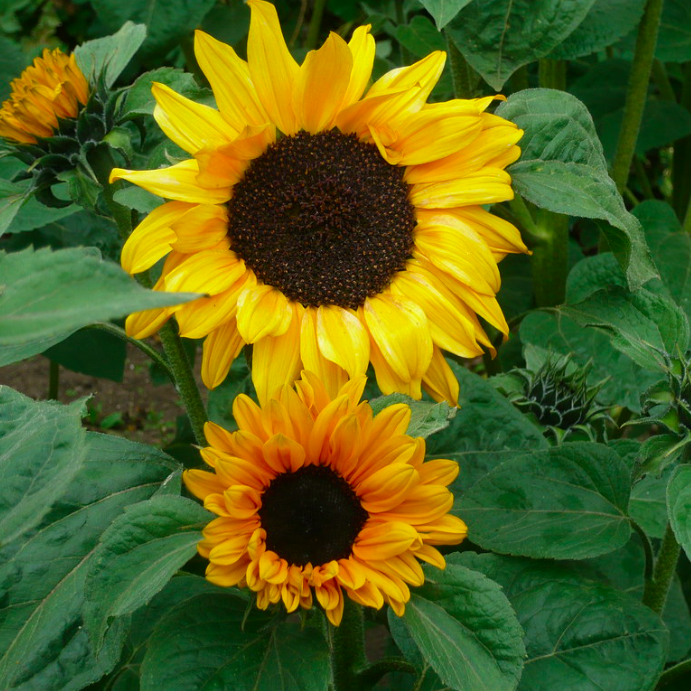 Tournesol classique (4)