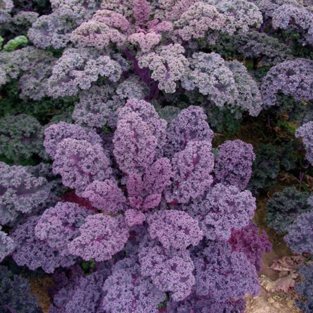 Kale frisé rouge