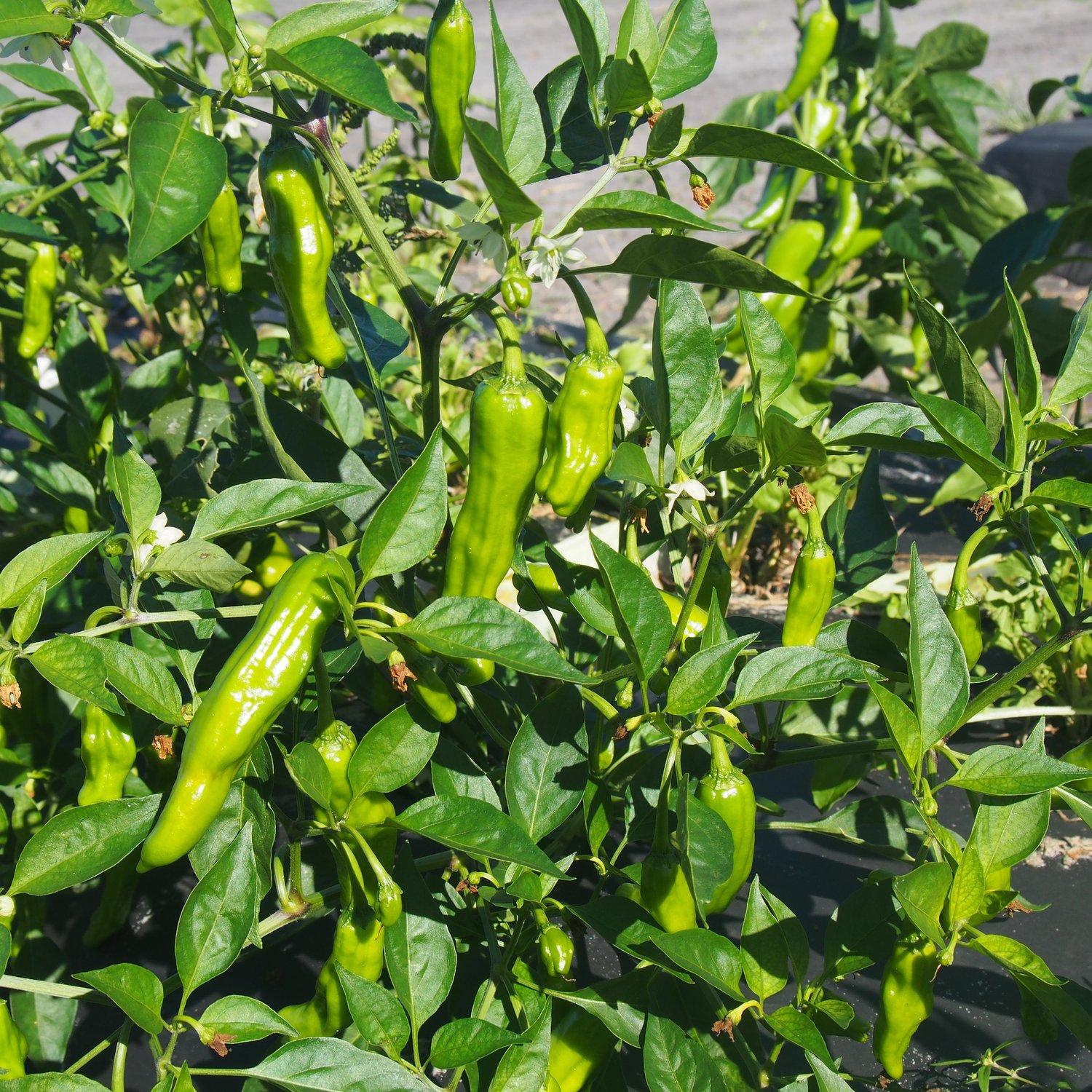 Piment Shishito