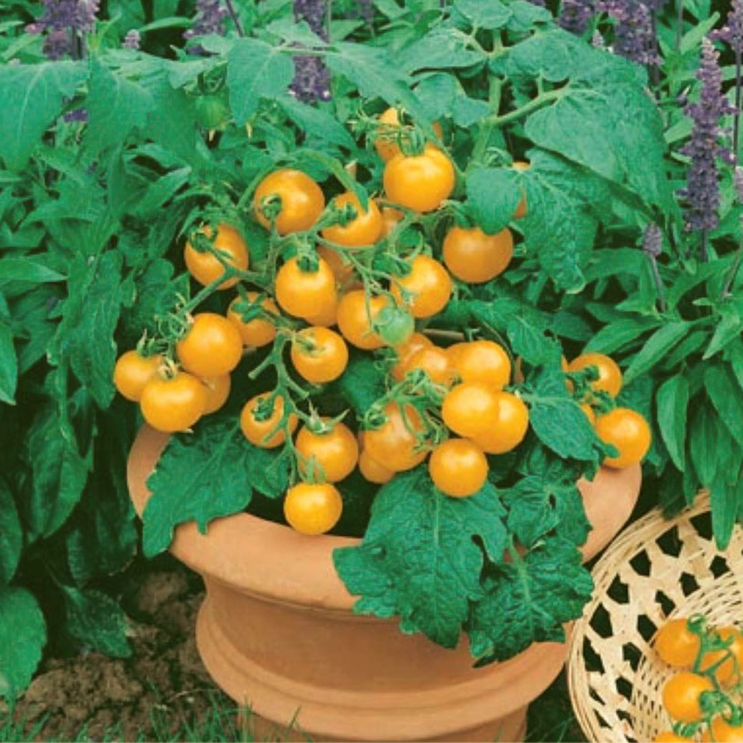 Tomate-cerise patio jaune