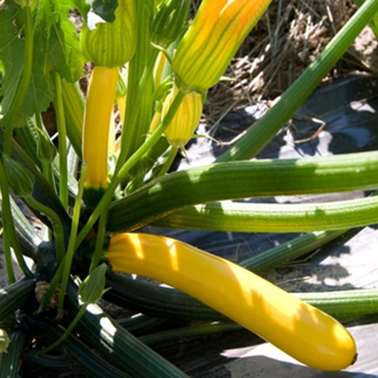 Courgette jaune