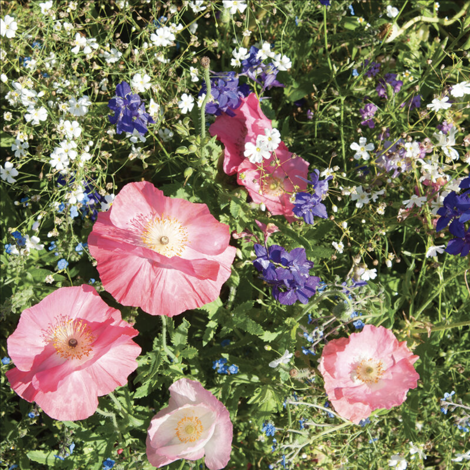 Semences de fleurs sauvages pour jardin d'ombre