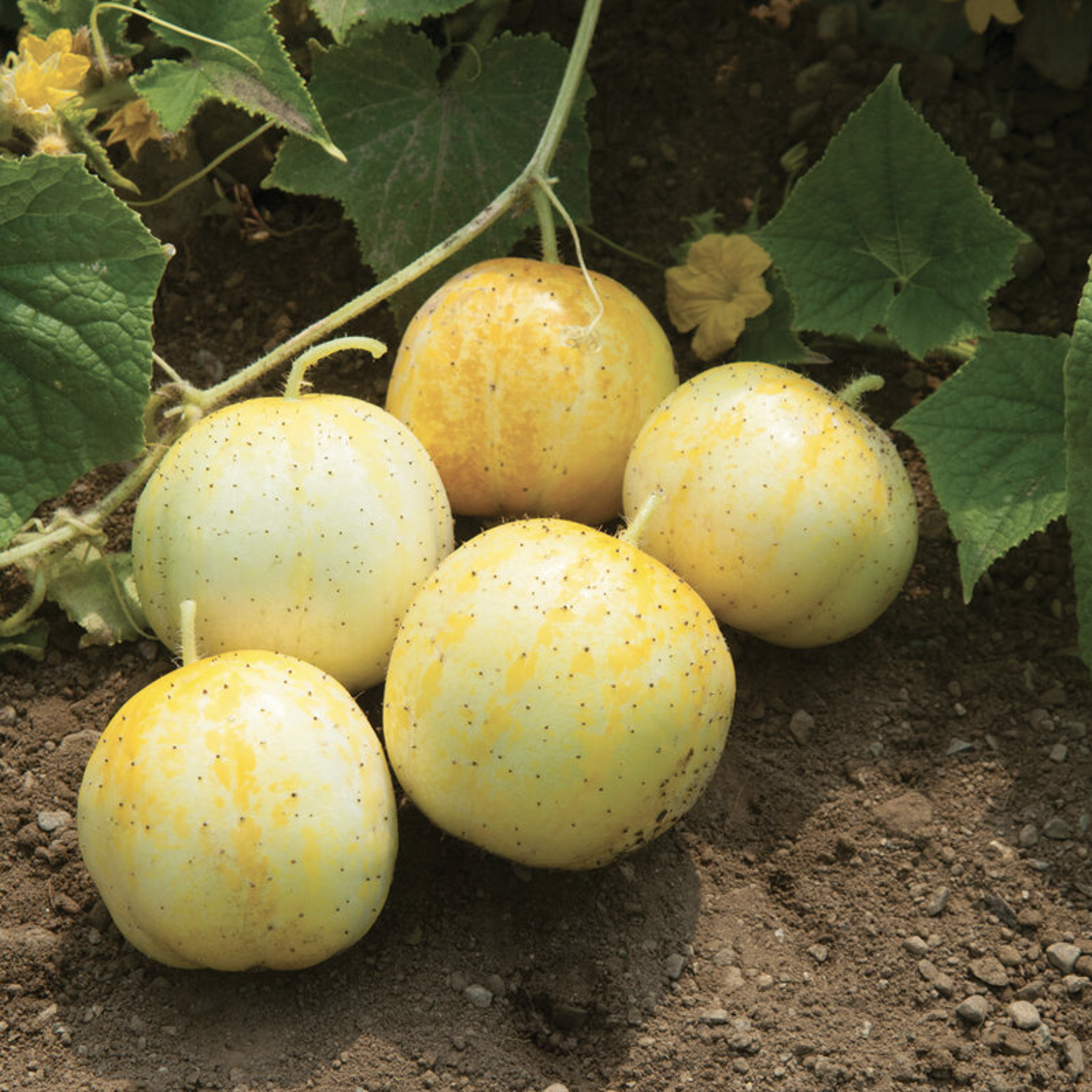 Concombre citron