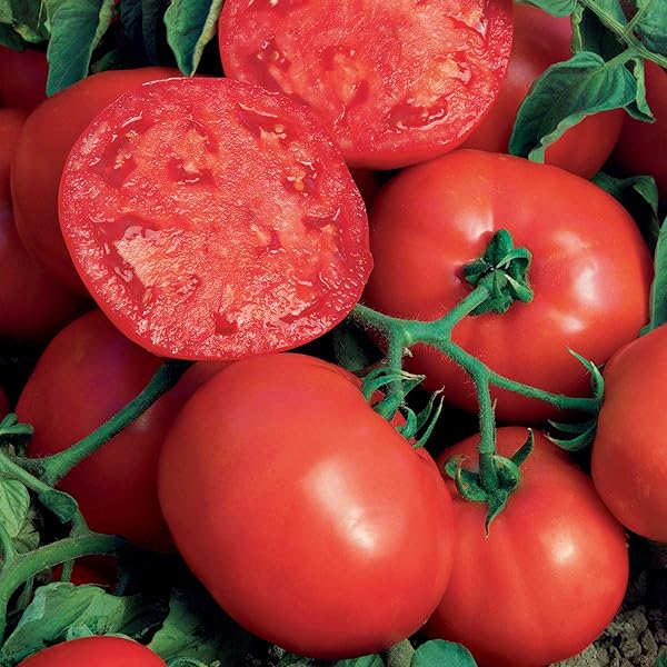 Tomate rouge classique