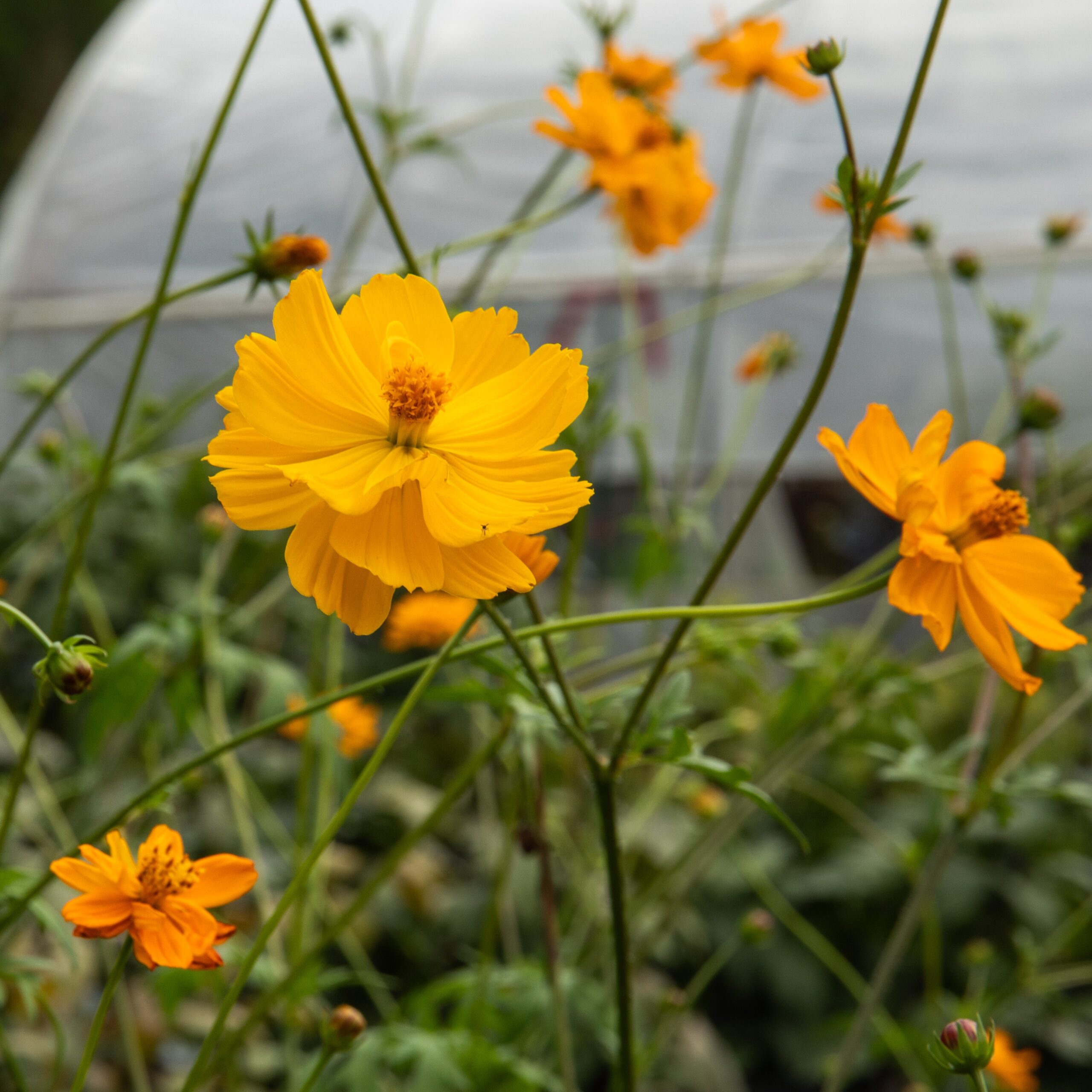 Cosmos « feu d'artifice »