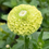 Miniature : Zinnia lime (6)