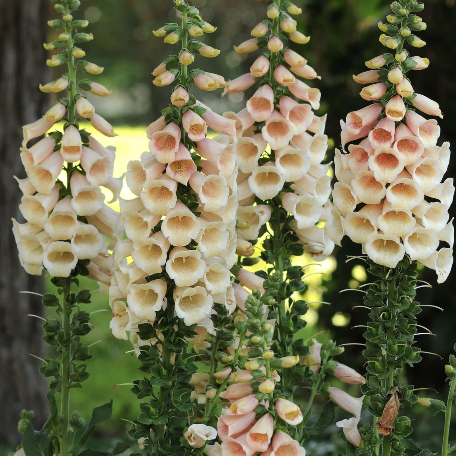 Digitalis (Foxglove)