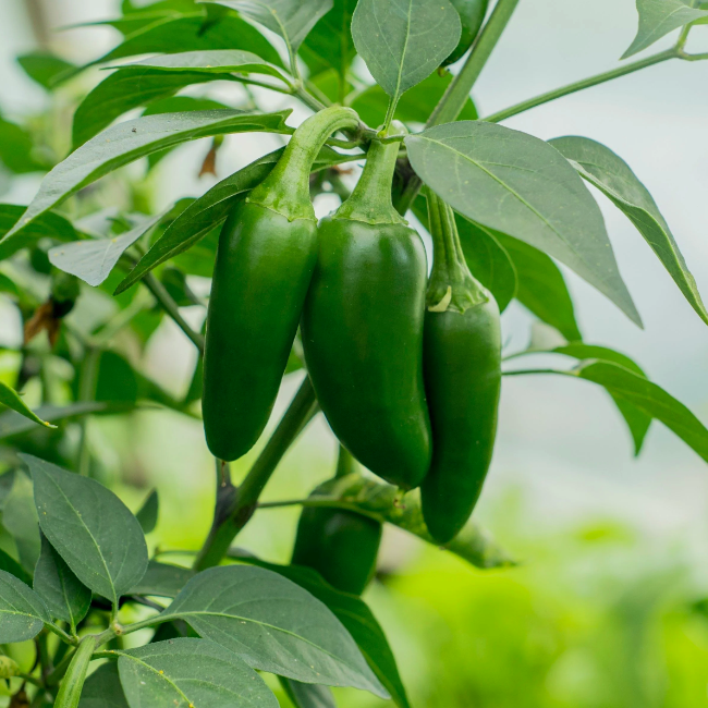Piment Jalapeno