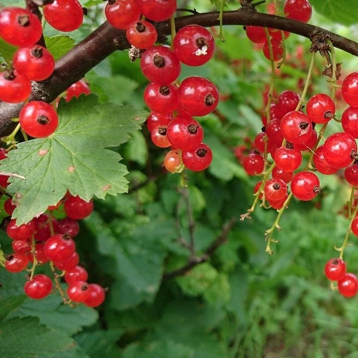 Gadelle rouge