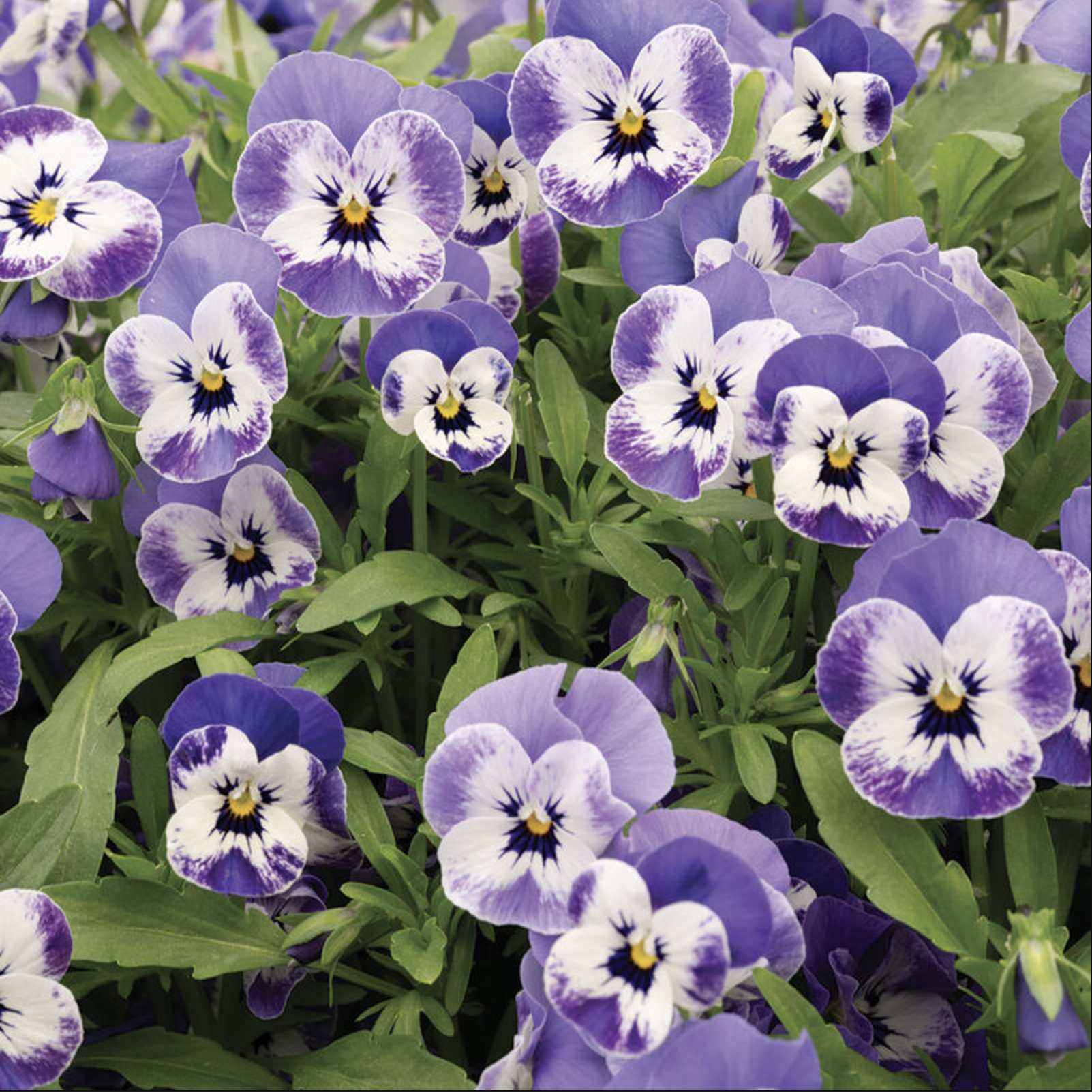 Pensée mauve