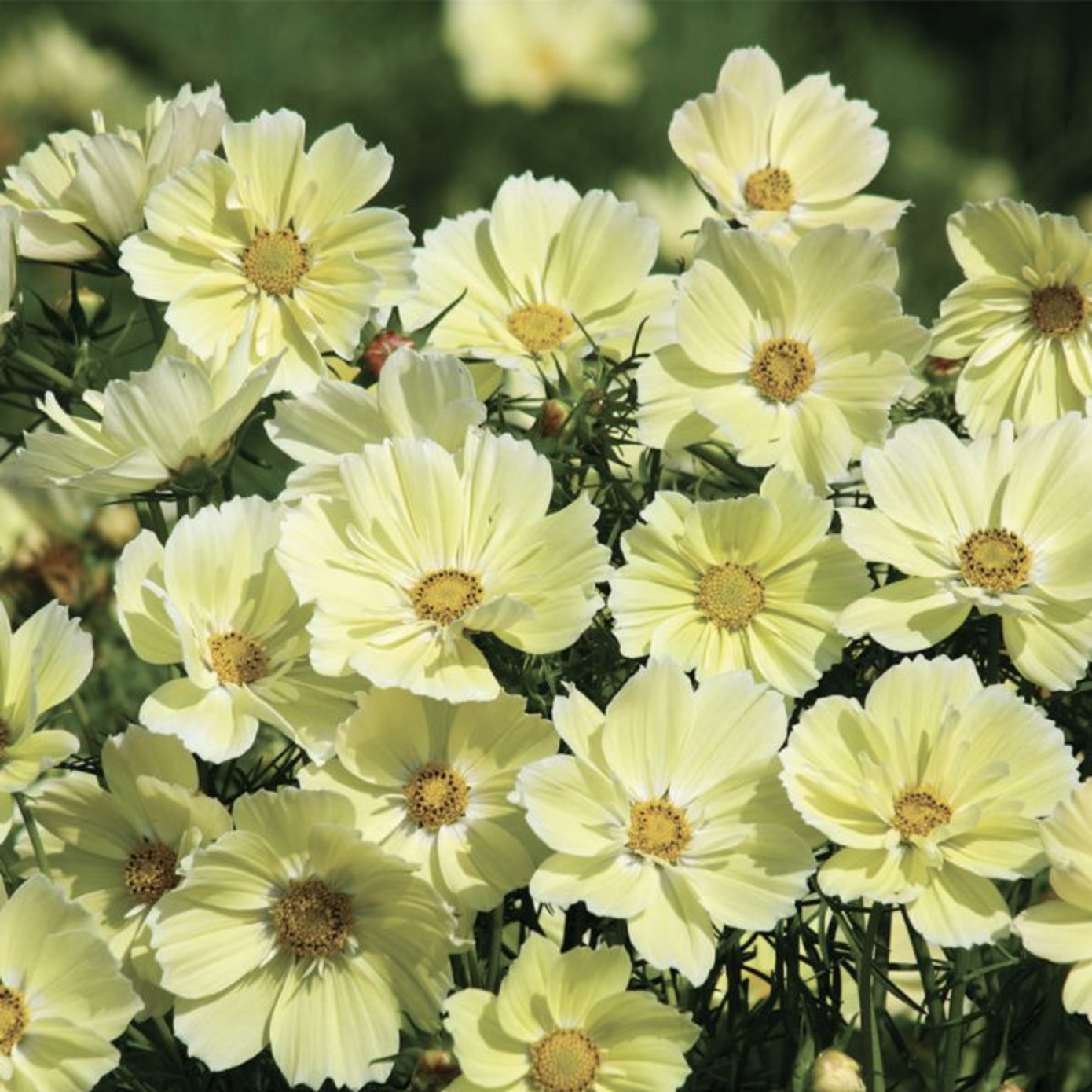Cosmos beurre