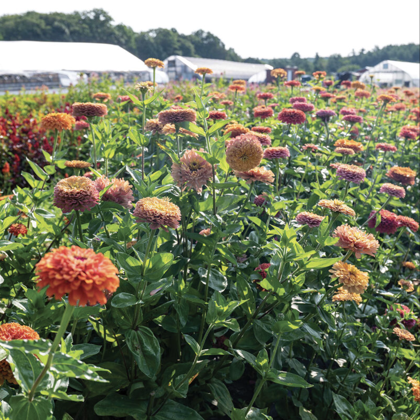 Zinnia vintage (6)