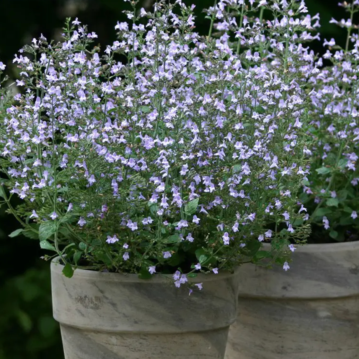 Menthe des montages