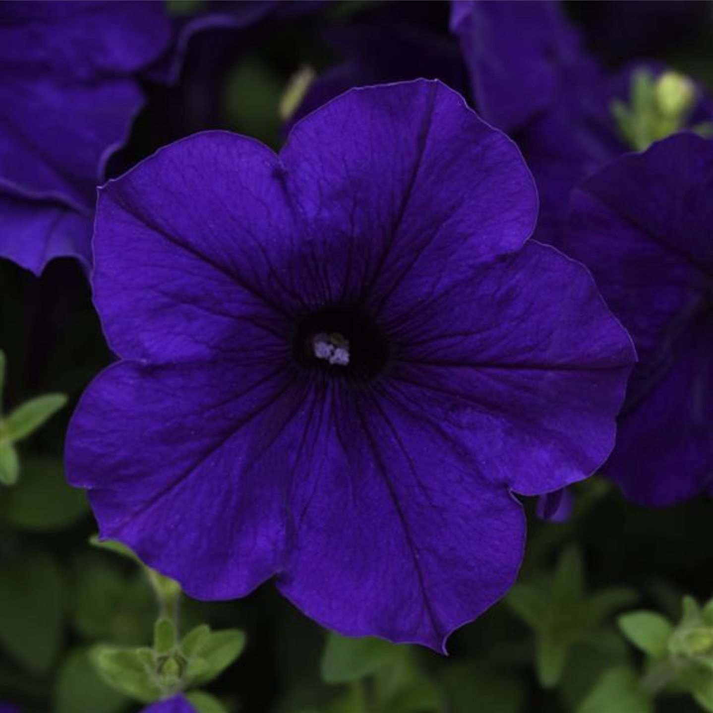 Pétunia violet (6)