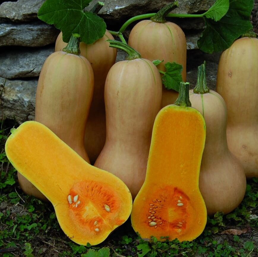 Courge butternut