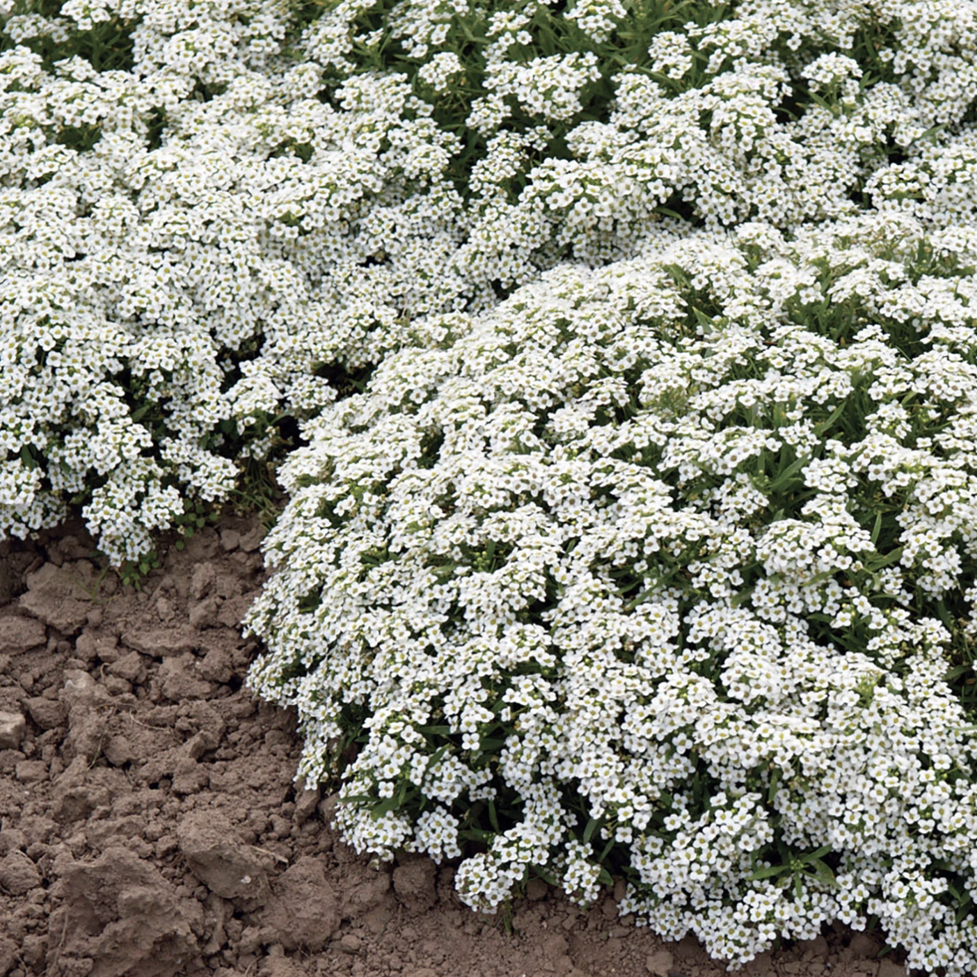 Alyssum blanc