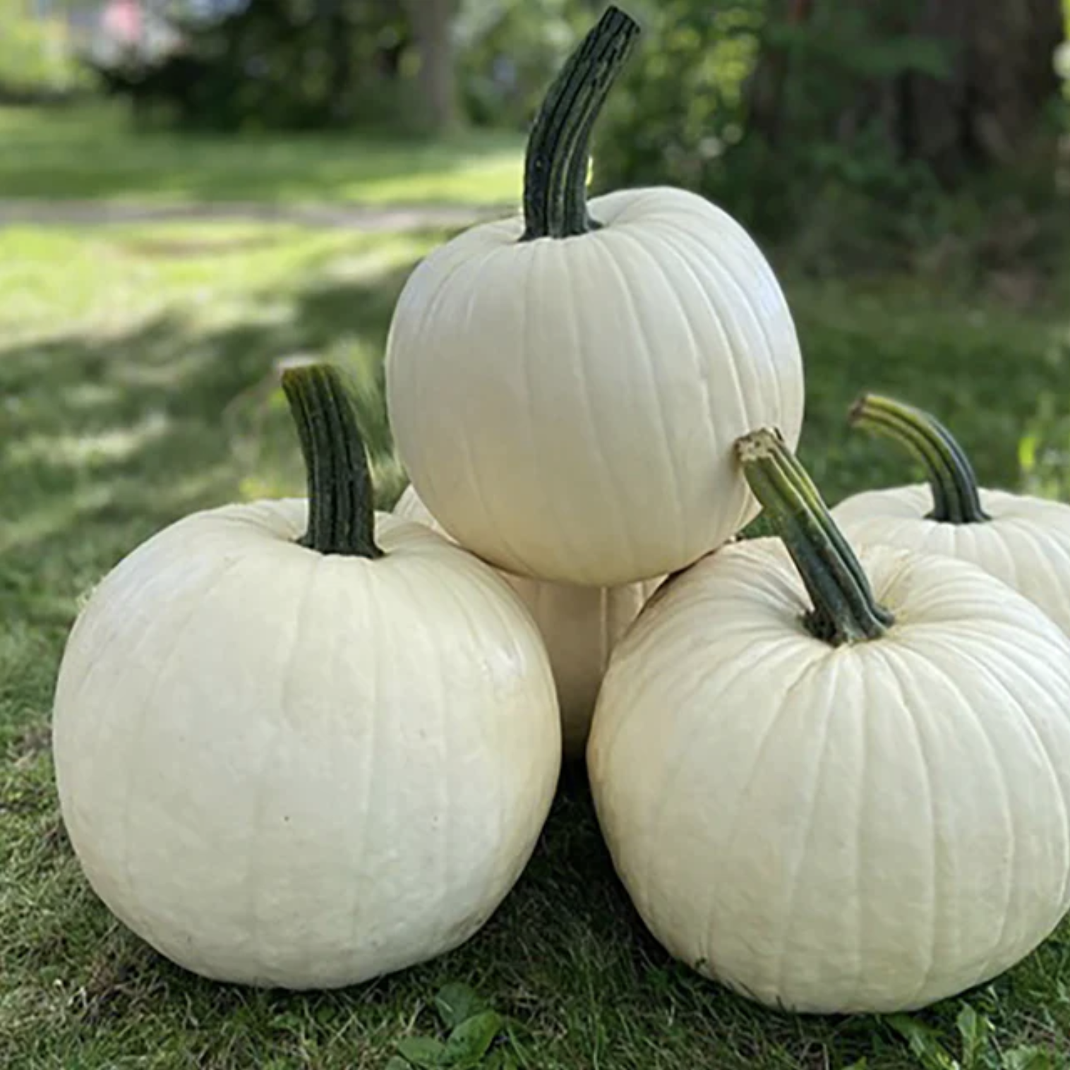 Citrouille blanche
