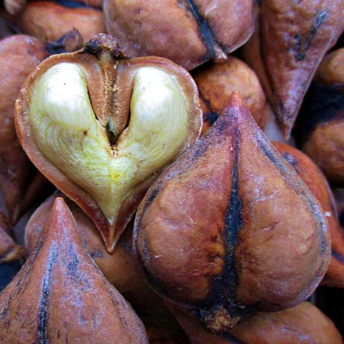 Noyer de coeur
